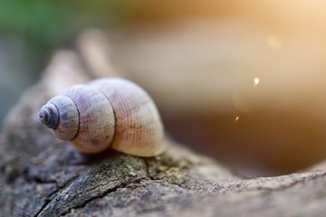 little snail in the nature