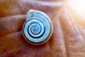 little snail in the nature