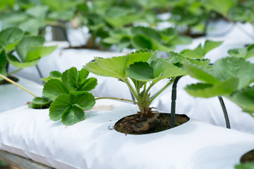 Red Strawberry on Strawberry plant