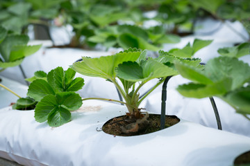 Red Strawberry on Strawberry plant