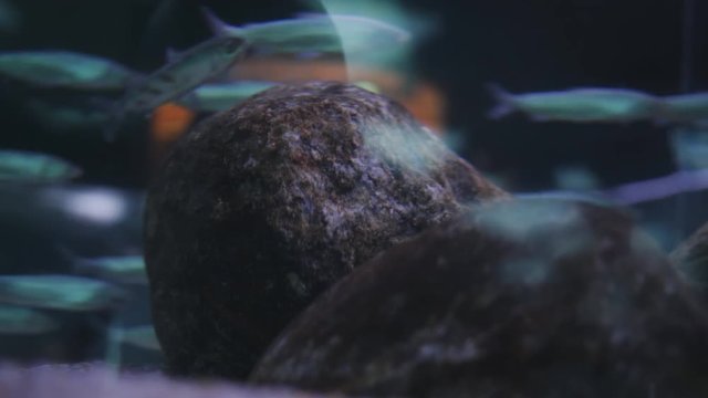 A lot of the same fish swim past a large underwater stone.