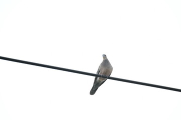 電線にとまる鳩