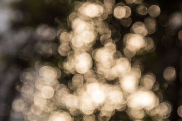 Sunny bokeh of light through the branches of trees