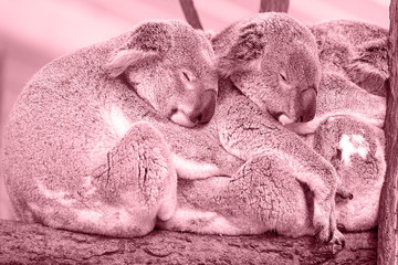 koalas in pink tone