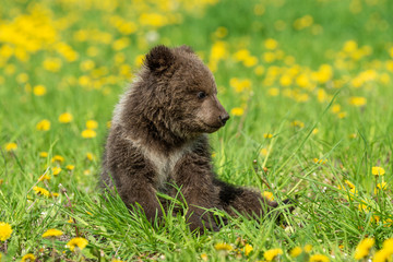 Brown bear cub playing on the summer field