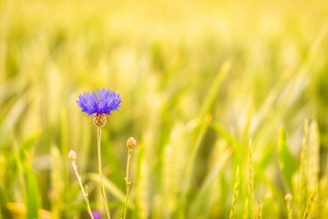 Kornblume am Feldrand