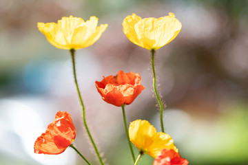 Obraz premium Poppies in the field - Remembrance Day background.