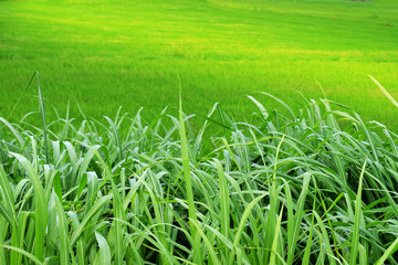 Obraz premium Green grass on green rice fields of natural