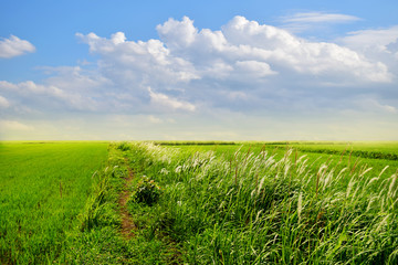 Fototapeta na wymiar Beautiful nature with green paddy and green grass fields