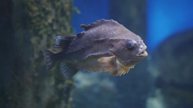 Close-up of profile of grey beautiful fish swimming in aquarium water.