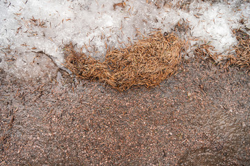 Wet asphalt with snow and yellow needles from a tree