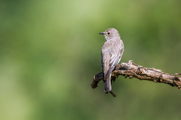 Spotted Flycatcher isoalted in natural background in Kruger National park, South Africa ; Specie Muscicapa striata family of Musicapidae