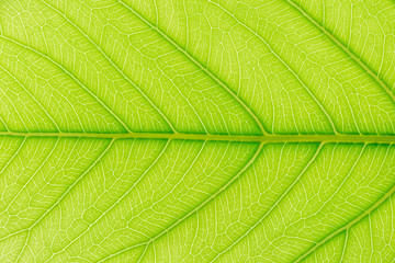 Green Leaf pattern texture background with light behind for website template, spring beauty, environment and ecology concept design.
