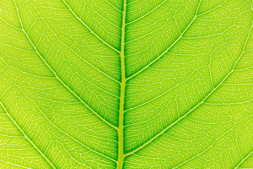 Green Leaf pattern texture background with light behind for website template, spring beauty, environment and ecology concept design.