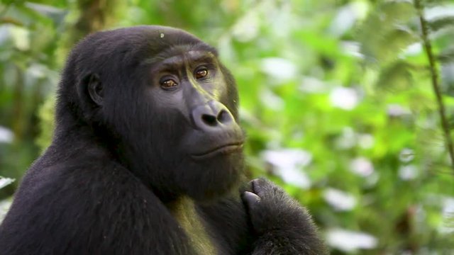 Gorilla in the forest, Uganda