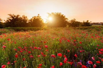 Field with flowering poppies. Beautiful summer landscape.