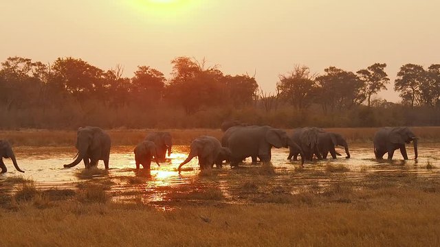 Herd of elephants crossing a river in Botswana