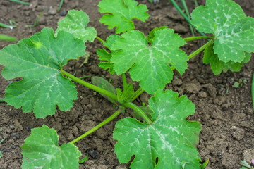 Zucchini plant. Zucchini flower. Green vegetable marrow growing on bush