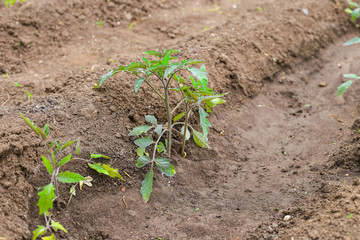 tomato plant on the garden