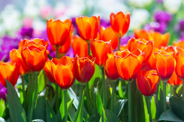 Tulip flower with green leaf background in tulip field at winter or spring day for postcard beauty decoration and agriculture concept design.