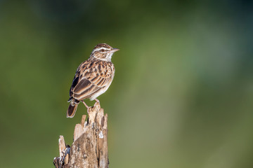 Striped Pipit perched isolated in blur background in Kruger National park, South Africa ; Specie Anthus lineiventris family of Motacillidae