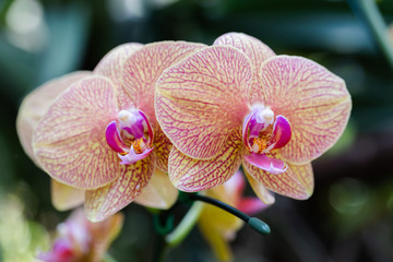 Orchid flower in orchid garden at winter or spring day for beauty and agriculture concept design....