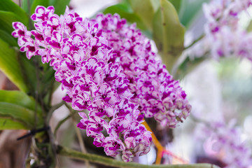 Orchid flower in orchid garden at winter or spring day for postcard beauty and agriculture idea concept design. Rhynchostylis Orchidaceae.