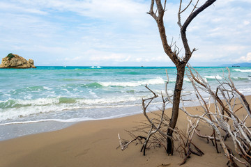 A lonely tree at Prasoudi Beach in the island of Corfu, Greece
