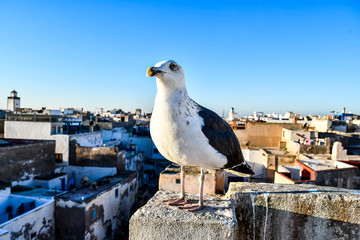 seagull on post, photo as background