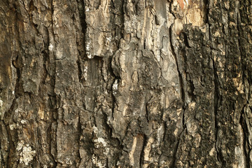Close up of tree trunk in the forest, dark brown bark wood background with old and crack.