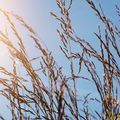 flower plant in the nature with blue sky in summer