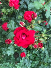 Rote Rosen im Garten