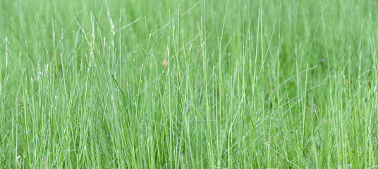 Obraz na płótnie Canvas Lush green grass on meadow, spring summer outdoors close-up, copy space, wide format. Beautiful artistic image of purity and freshness of nature. Abstract bokeh background.