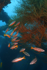 Fototapeta na wymiar fish school with soft coral in a wreck