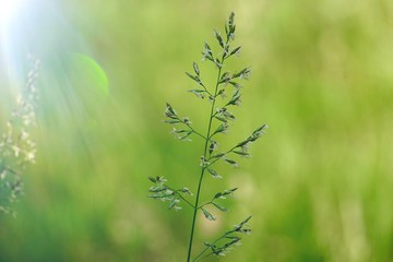 green flower plant in the garden in summer, plants in the nature