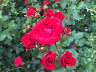 Rote Rosen im Garten