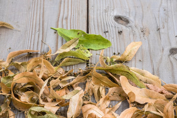 Fallen dry Linden flowers on wooden boards as background