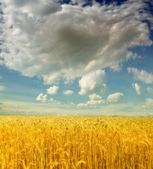 Naklejka premium Wheat field against a blue sky