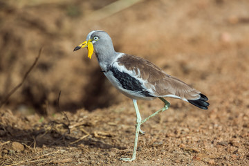 White headed Lapwing full frame in Kruger National park, South Africa ; Specie Vanellus albiceps family of Charadriidae