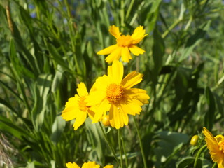 Yellow Cosmos 01
