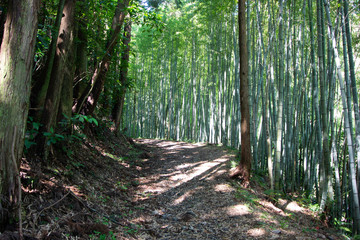Bamboo forest on the foot of Utsunoya pass on old Tokaido road in Shizuoka prefecture, Japan