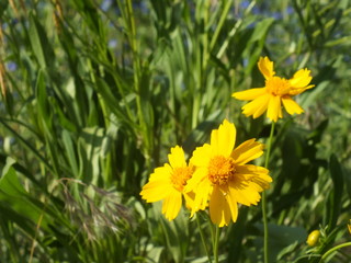 Yellow Cosmos 02