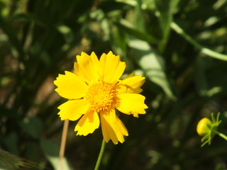 Yellow Cosmos 04