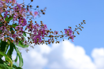 flowers in the garden