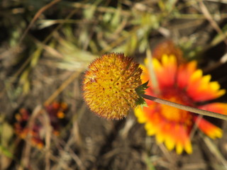Gaillardia pulchella 04