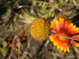 Gaillardia pulchella 05