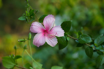 Beautiful Hibiscus flower hanging on the tree during a beautiful day in natural day light
