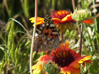  Butterfly burdock 08