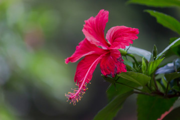 Beautiful Hibiscus flower hanging on the tree during a beautiful day in natural day light