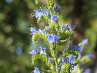 Lupinus 07